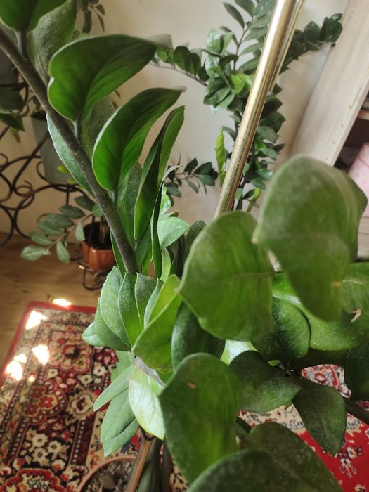 Долларовое дерево.