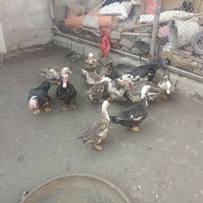 Продам молодых индоуток 4 головы