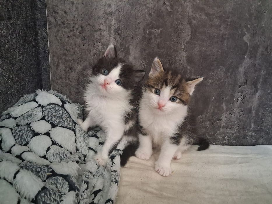 Маленькие красивые котята