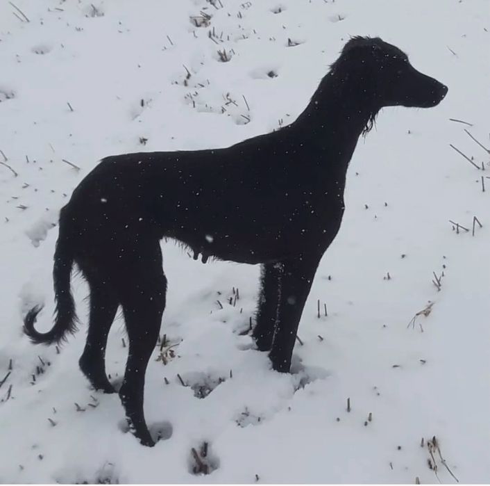 Тазы күшіктер сатылады