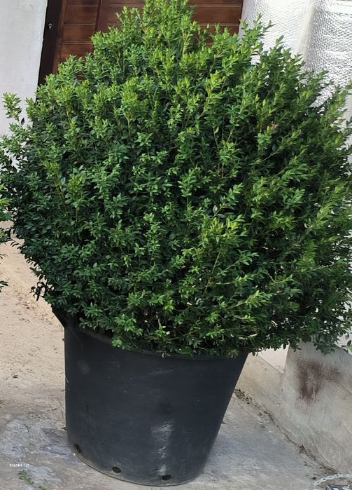 Plante la ghiveci.Arbust frunze persistente