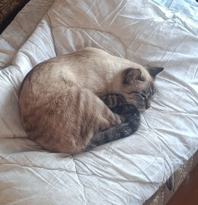 Потерялась кошка