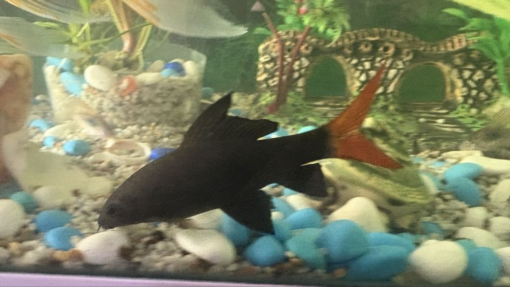 Продам рыбки Лабео парочка