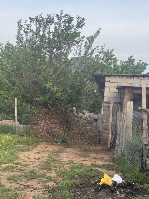 Павлин, тауыс, pavlin