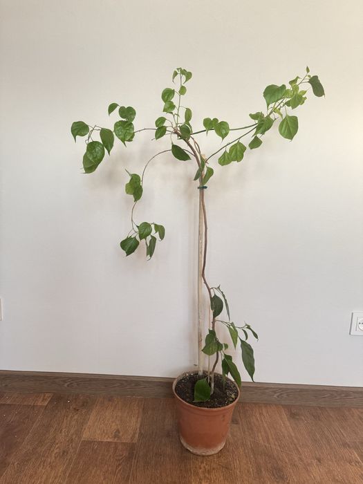 Продам комнатные растения