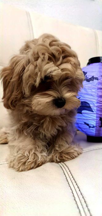 малтипу мъжки и женски  кученца