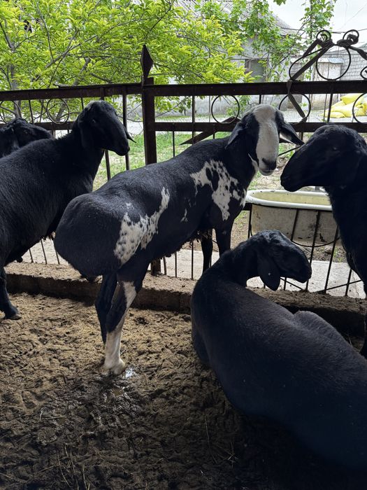 Qochqor, qoy, кочкор, кой, куй, чиу 24/7