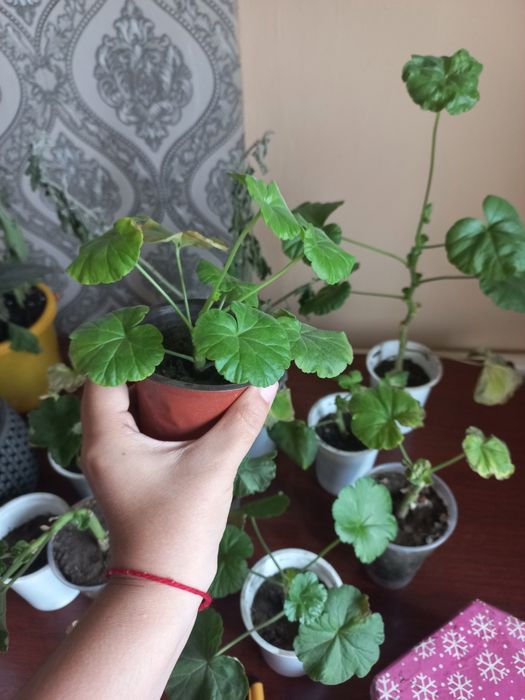 Продам алоэ и герань