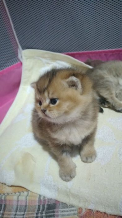 Шотландский вислоухий котёнок, золотой табби (ny12), мальчик, 2 месяца