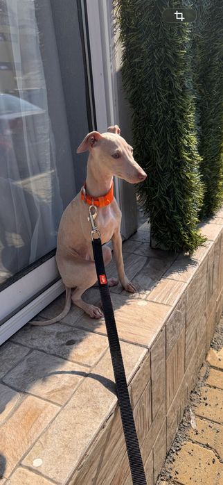 левретка (женска), на 5 месеца. Italian greyhound