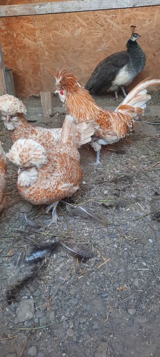 Pasari și  ouă incubat paduana și motata olandeza