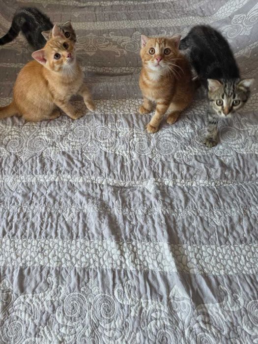 Котята бесплатно
