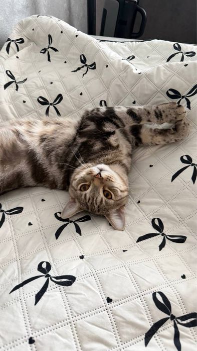 Отдам в хорошие руки кота.