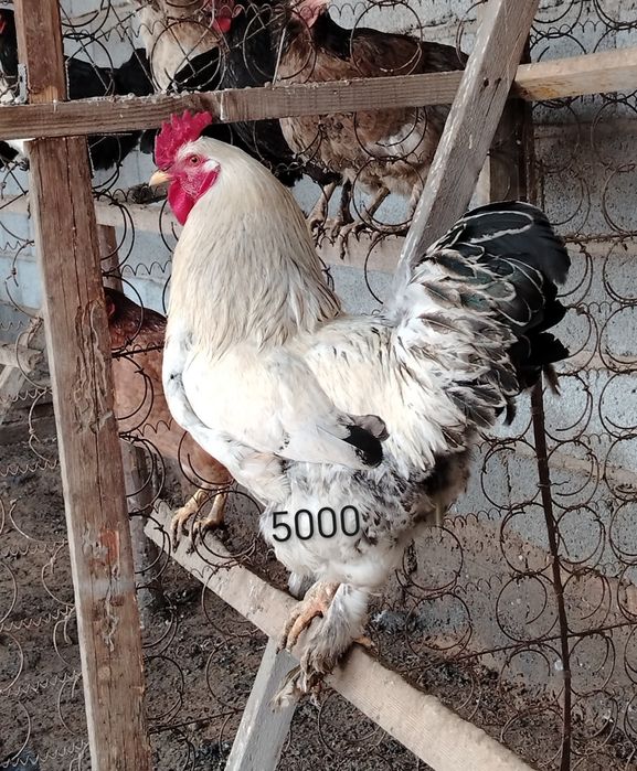 Петух қораздар петух