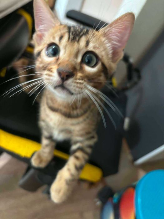 Бенгалски котенца