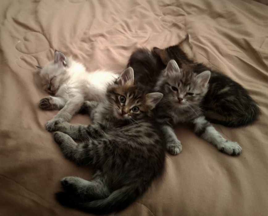 Котята в хорошие руки