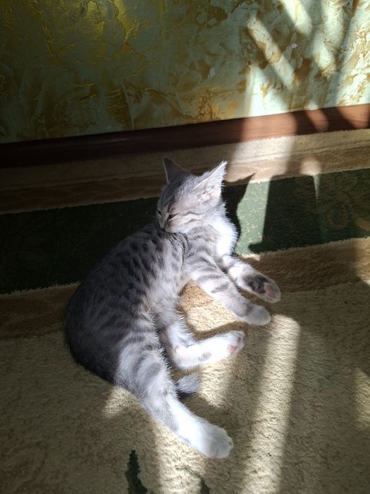 Кошка,марғау зовут Лиа