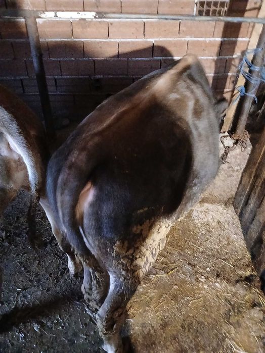 Teleta okolo 200 250 kg
