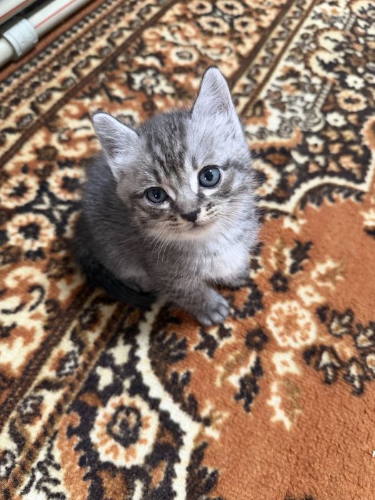 Котят отдам в хорошие руки