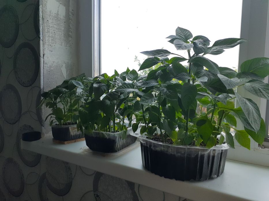 Продам рассаду сладкого перца