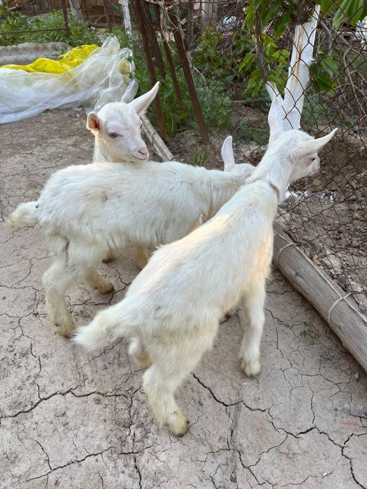 Теке лақтар сатылады