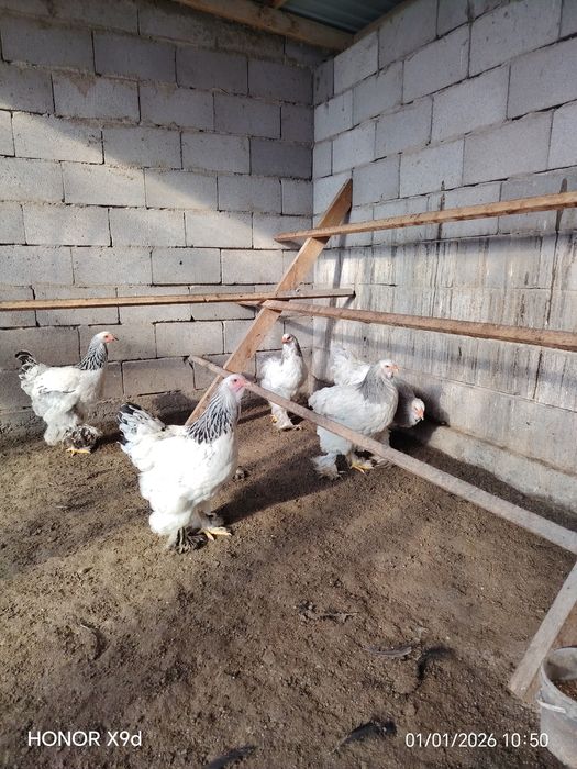 Продам Брамы Разные.