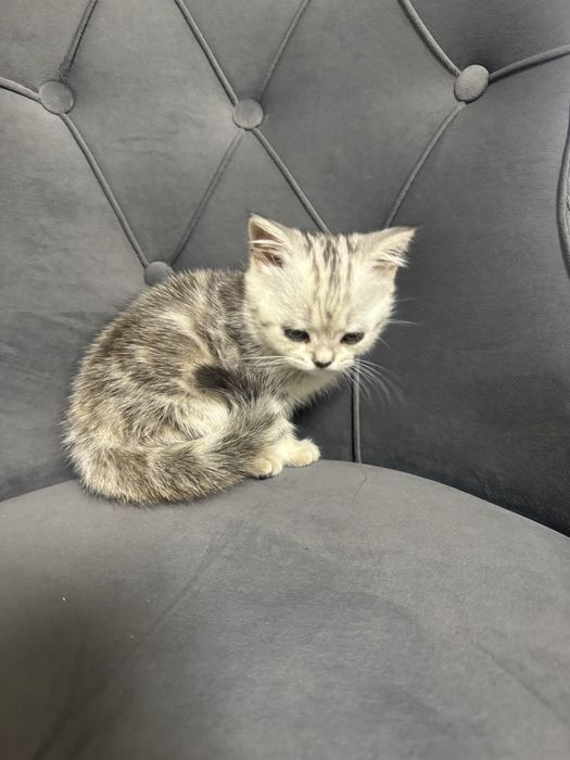 Шотландские котята