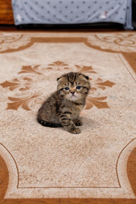 Продаю котёнка Скоттиш фолд