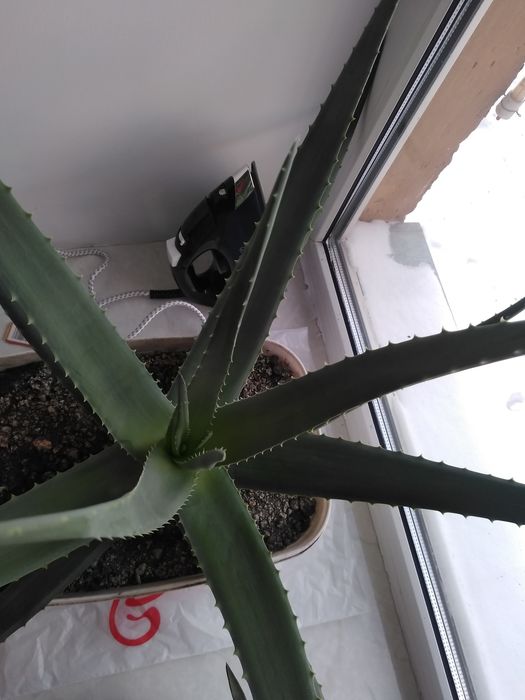 Продам алоэ Вера