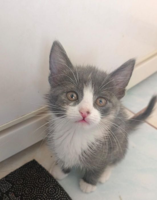 котята даром девочки