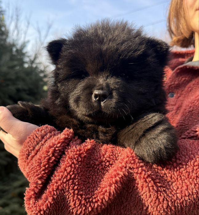 Щеночки чау чау