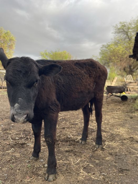 Тай тайынша.