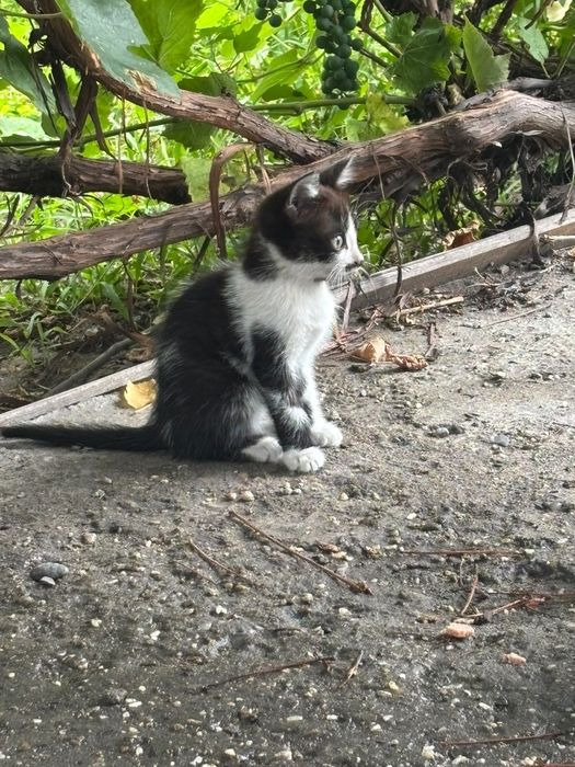 Отдам котят бесплатно