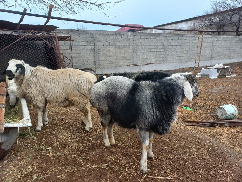 Qòchqorlar sotiladi