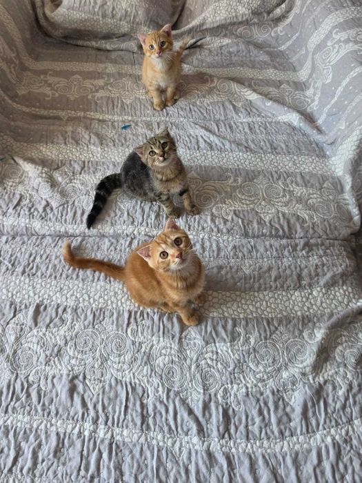Котята бесплатно