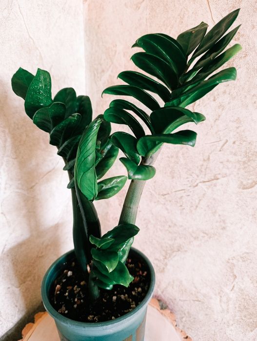 Продам Замиокулькас Зензи