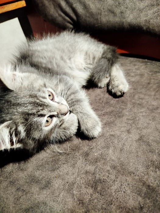 Срочно сотилади.