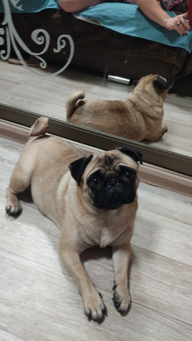 Продам мопса девочка