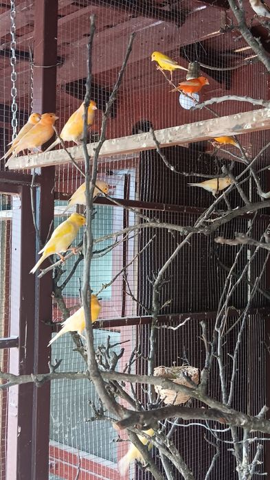 Papagali, canari si porumbei din crescătorie proprie