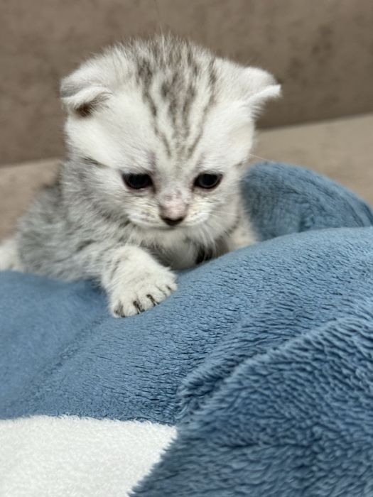 Продам котят шотландцев ,вислоухих
