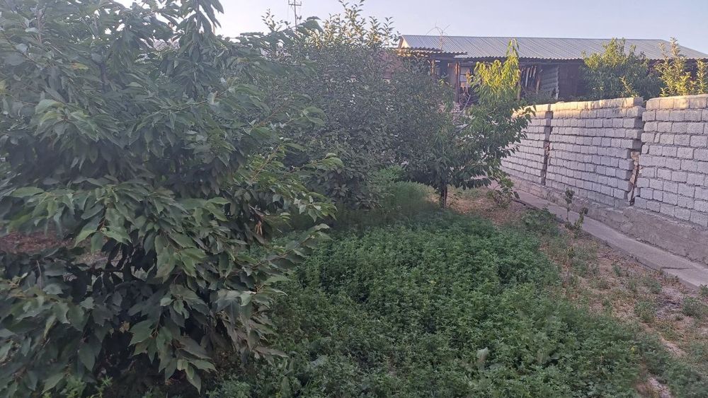 Qibray tumani, savxoz 5 da 7'4 sotix uy sotiladi 9 xonali .