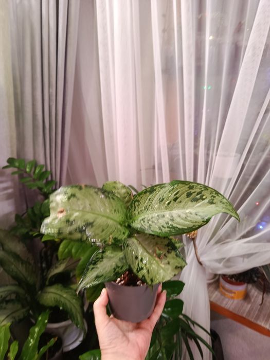 Продам комнатные цветы