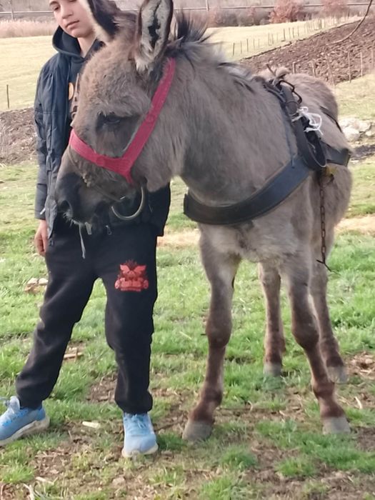 Măgar de vânzare în vârstă de trei ani