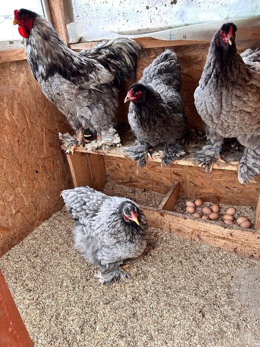 Vând ouă gǎini (Combatante indiene,Brahma Albastru și Mǎtase Japoneză)