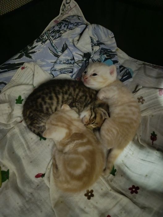 Шотландские Котята