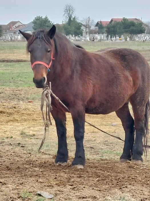 Vand o pereche de iepe murgi cu manza de 6 luni