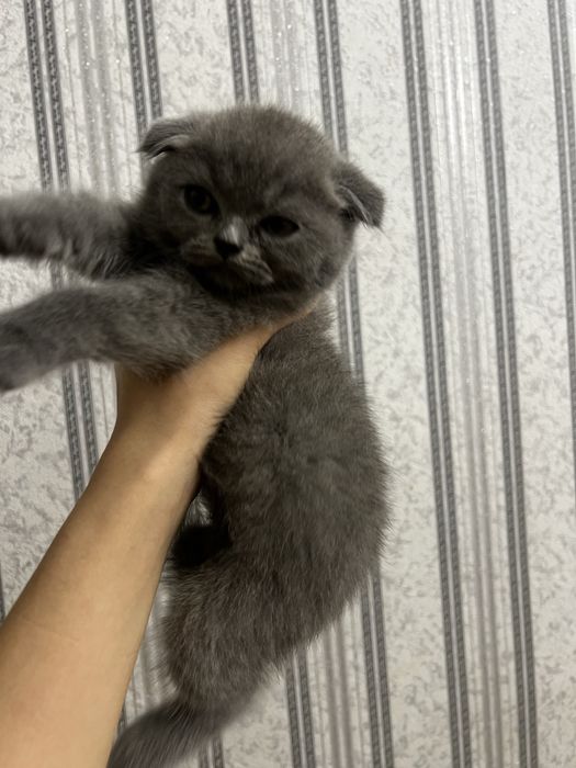 Scottish fold boy ( 3oylik, aqlli,mehribon judayam)