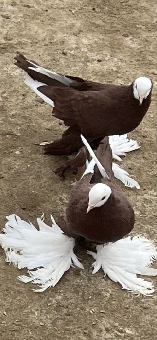 Голуби на продажу.