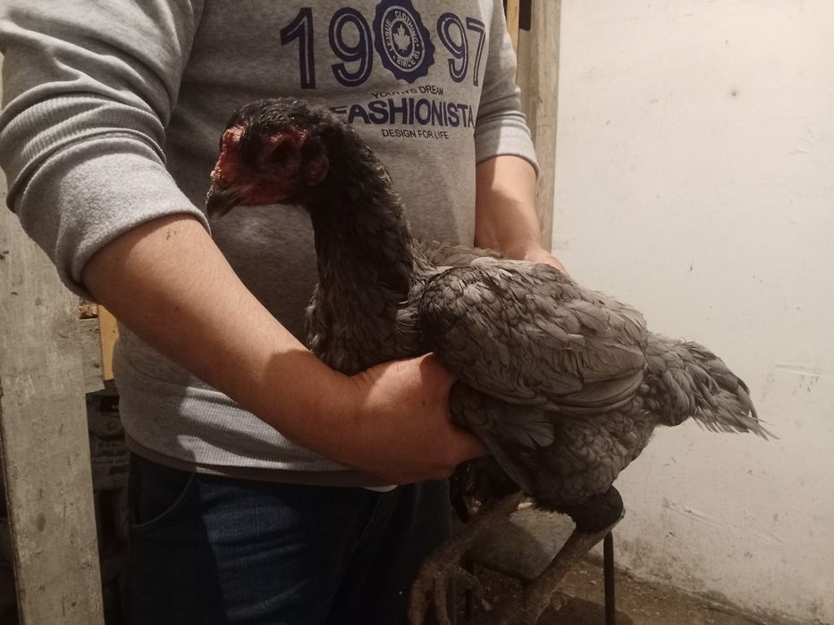 Даканы даканка 2года