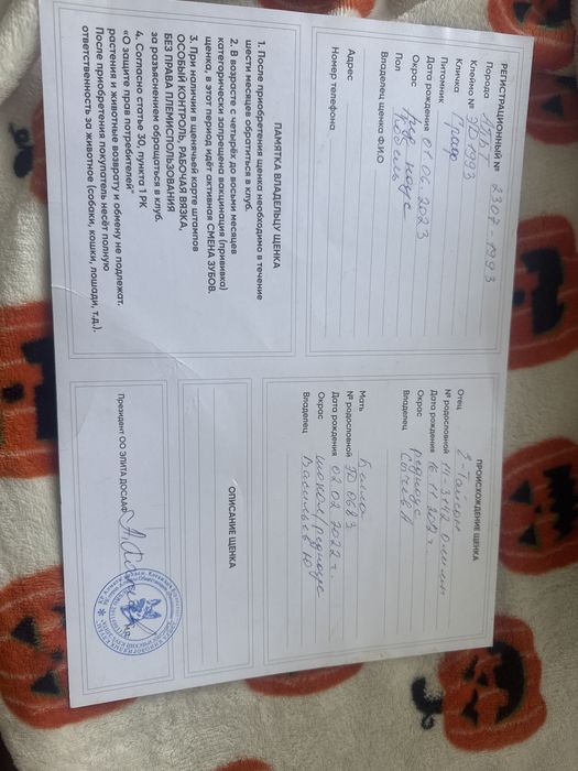 Вязка Амернканский пит буль